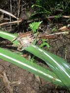 Limnonectes leytensis (Boettger 1893) resmi