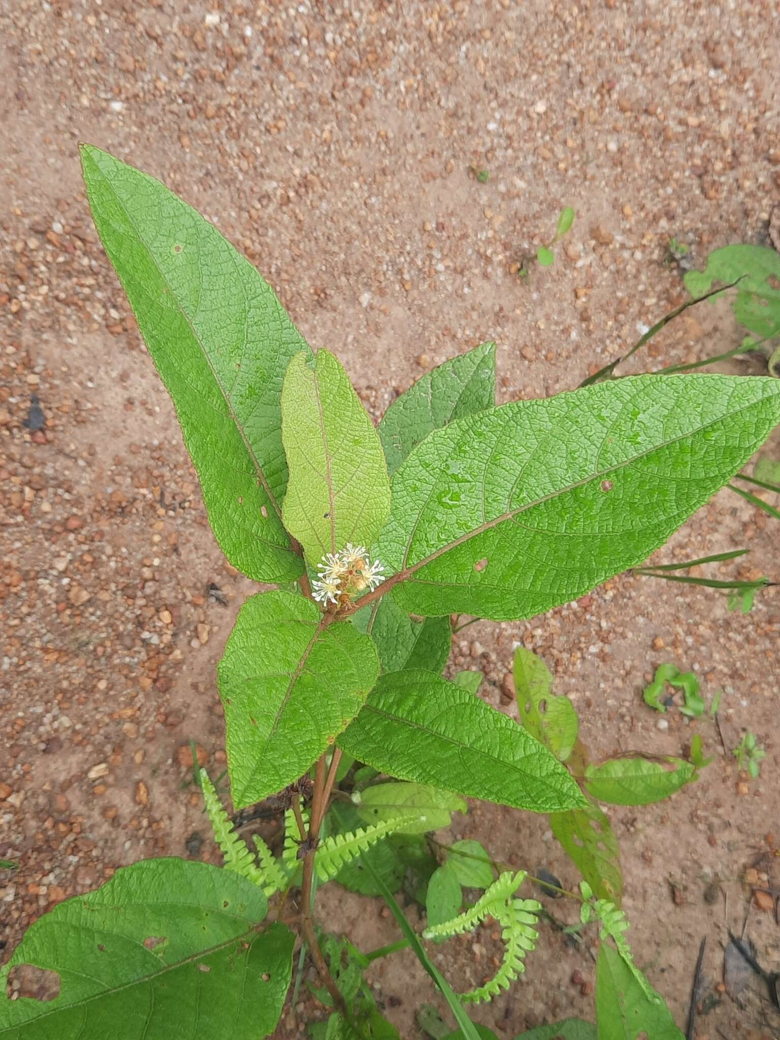 Image of Croton crassifolius Geiseler