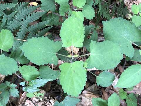 Image of Salvia nipponica Miq.