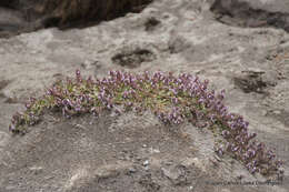 Stachys eriantha Benth.的圖片