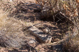 Image of degu