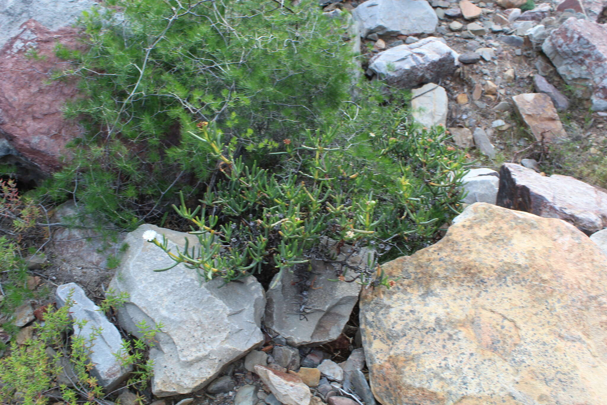 Image of Stayneria neilii (L. Bol.) L. Bol.