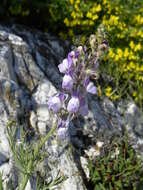 Plancia ëd Linaria capraria Moris & De Not.