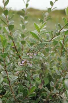 Image of creeping willow