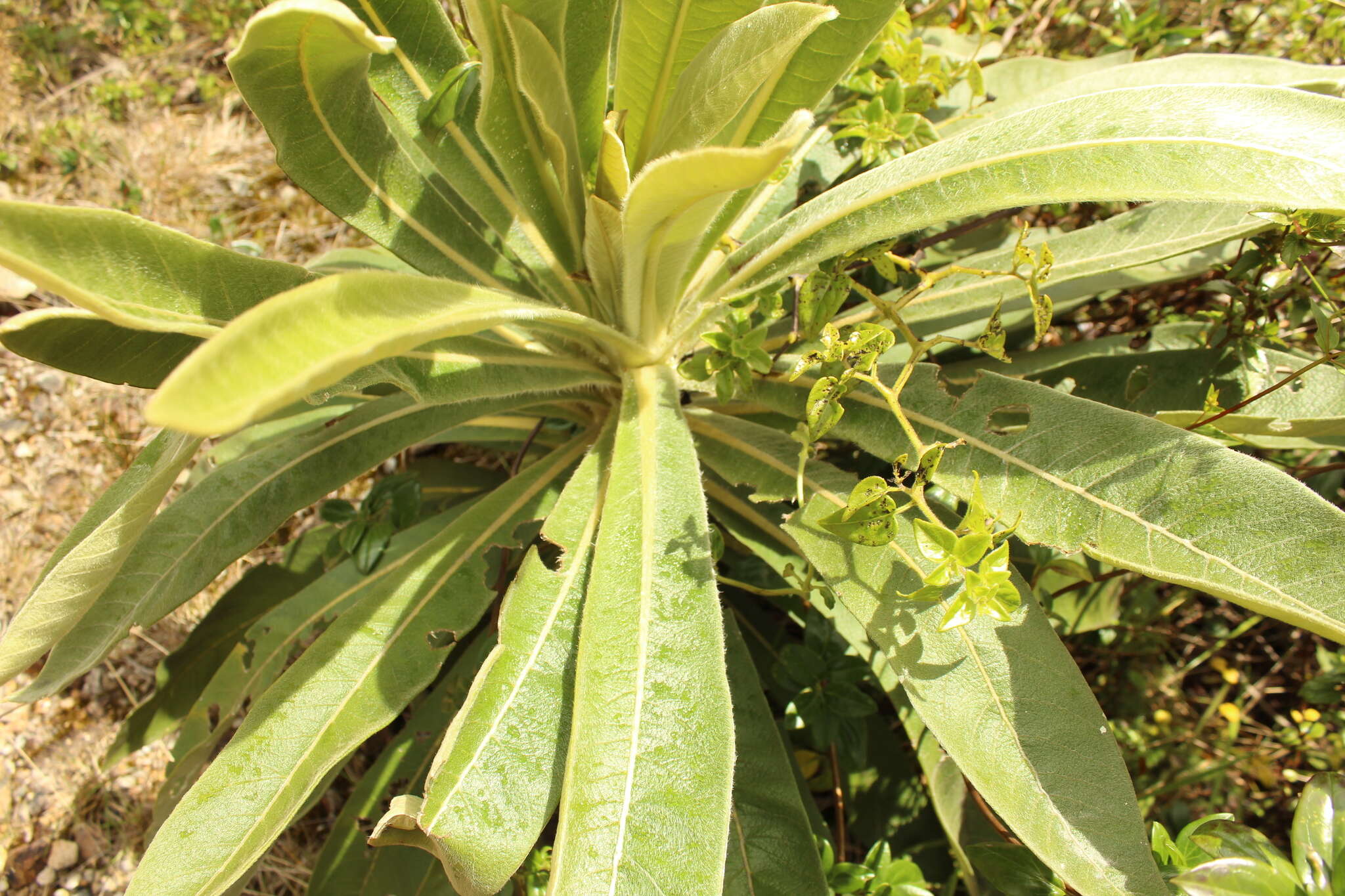 Image of Espeletiopsis pleiochasia (Cuatrec.) J. Cuatrec.