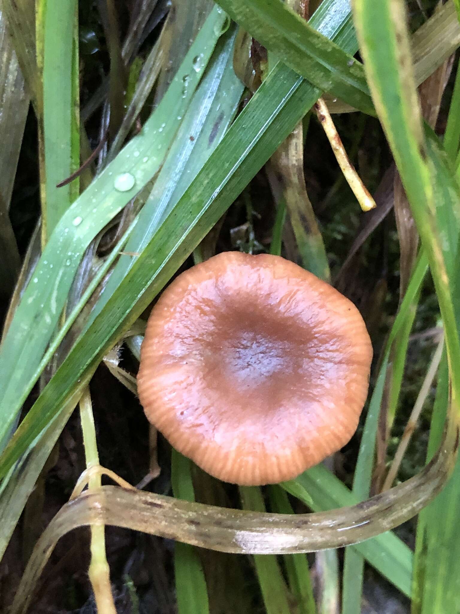 Imagem de Lactarius occidentalis A. H. Sm. 1960