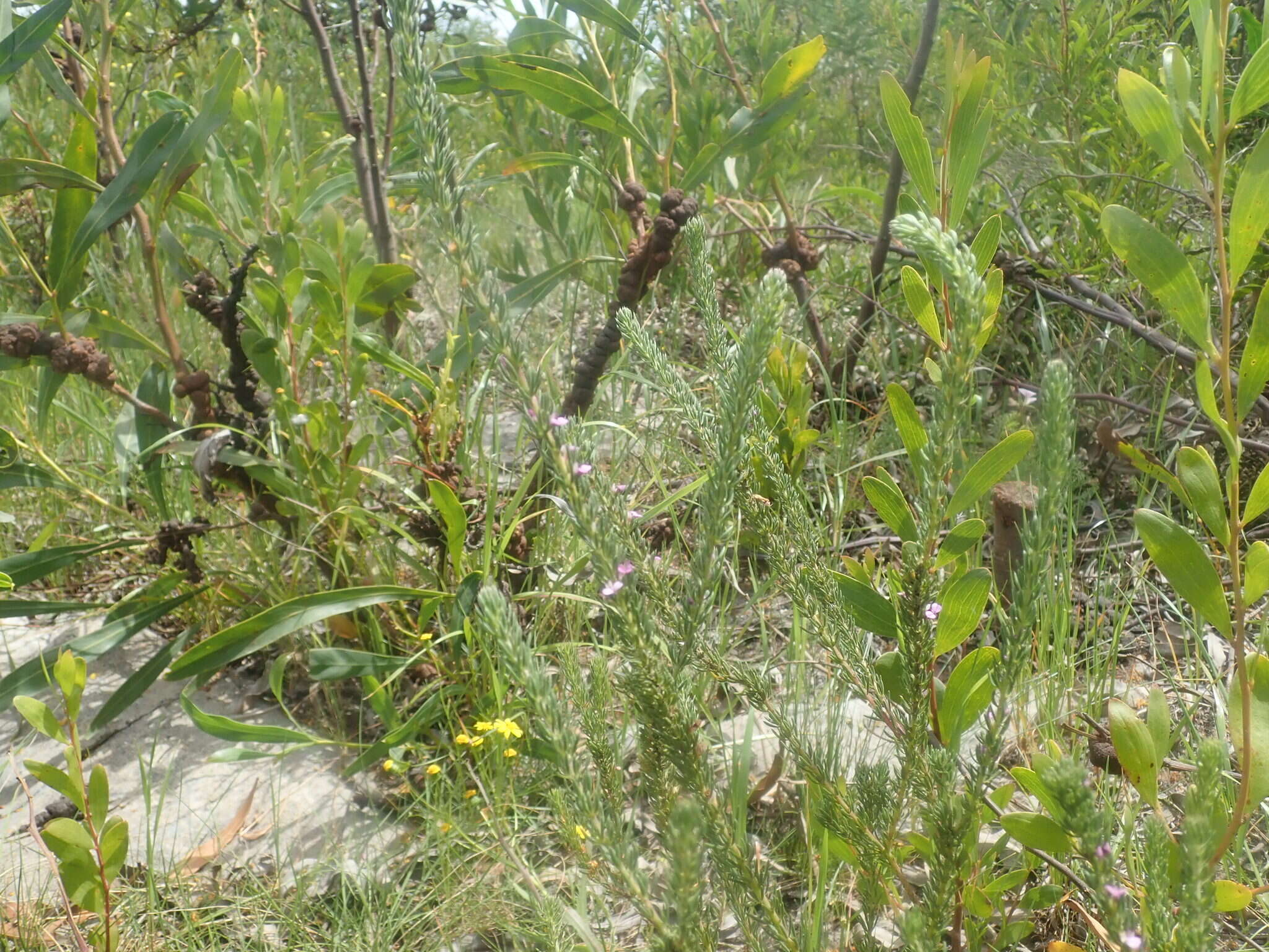 Image of Muraltia satureioides Burch. ex DC.