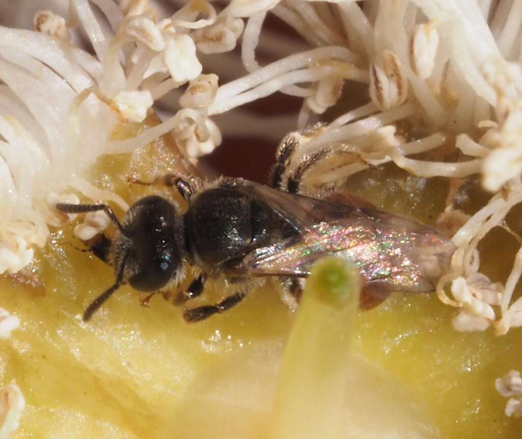 Plancia ëd Lasioglossum hemichalceum (Cockerell 1923)