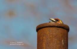 Image of Crested Barbet