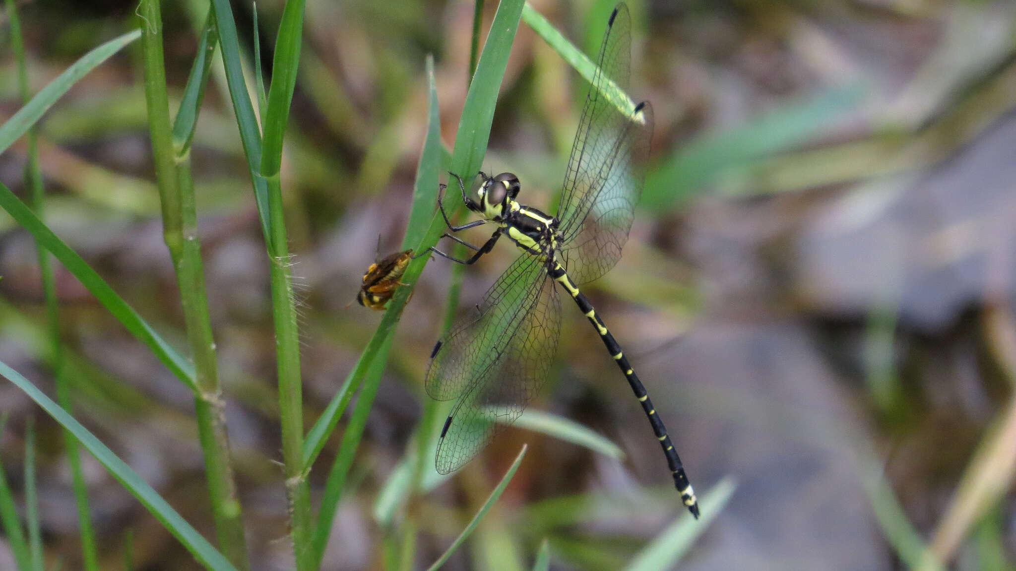 Image of Choristhemis Tillyard 1910