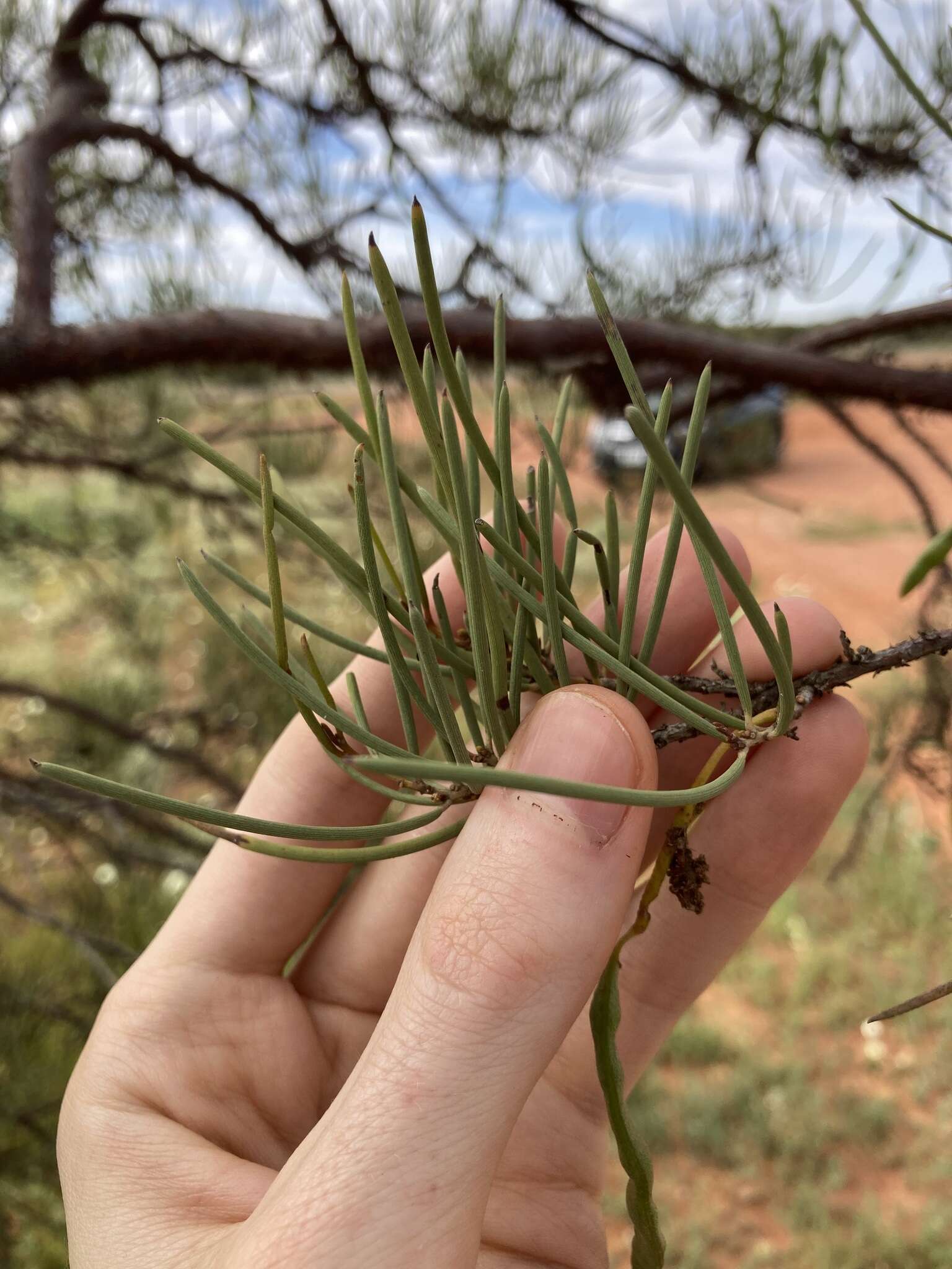 Plancia ëd Acacia grasbyi Maiden