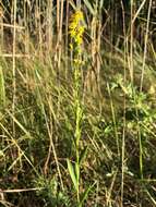 Image of wand goldenrod