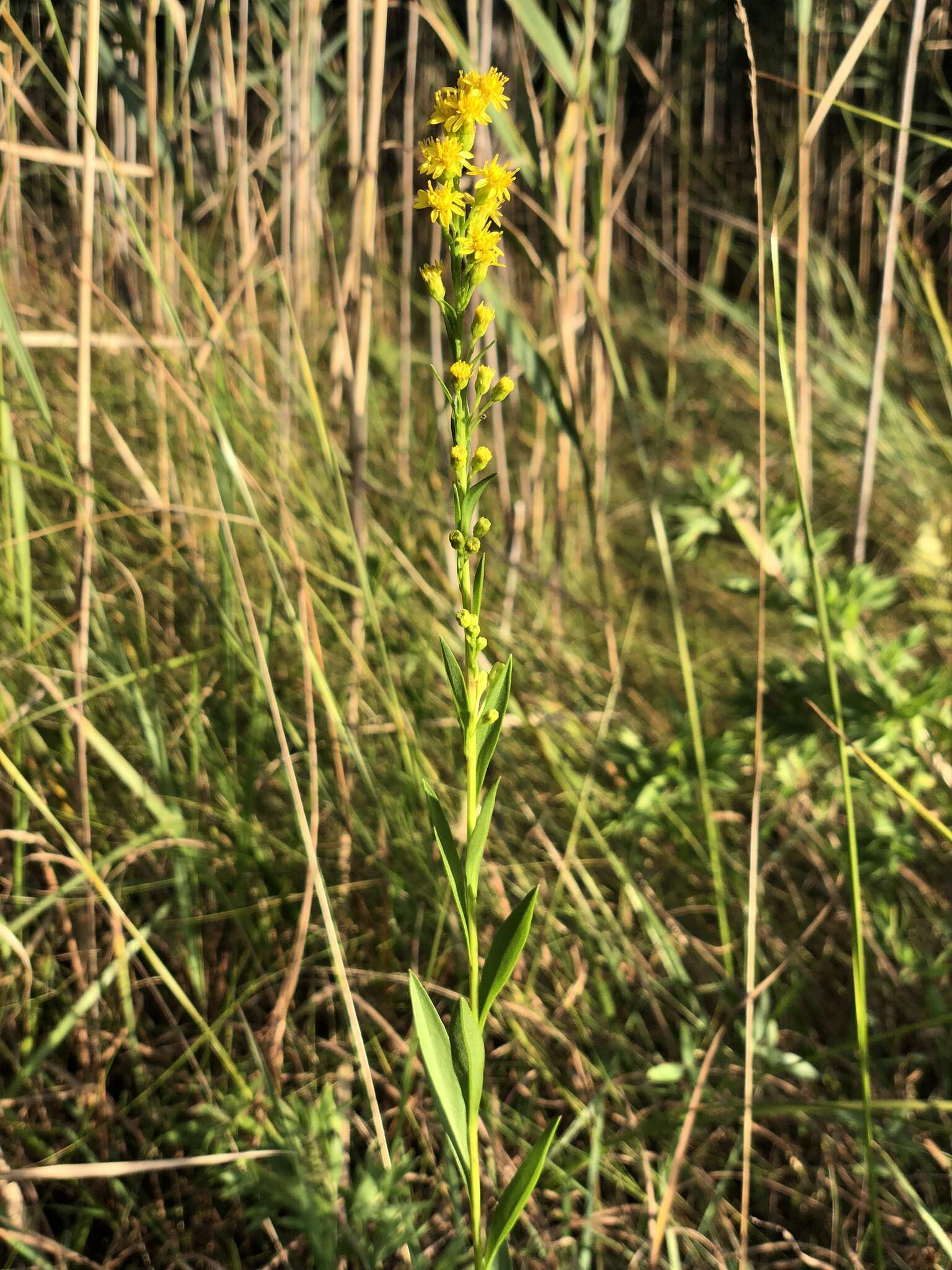 Image of wand goldenrod