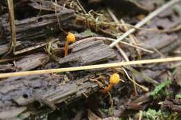 Image of Ophiocordyceps variabilis (Petch) G. H. Sung, J. M. Sung, Hywel-Jones & Spatafora 2007