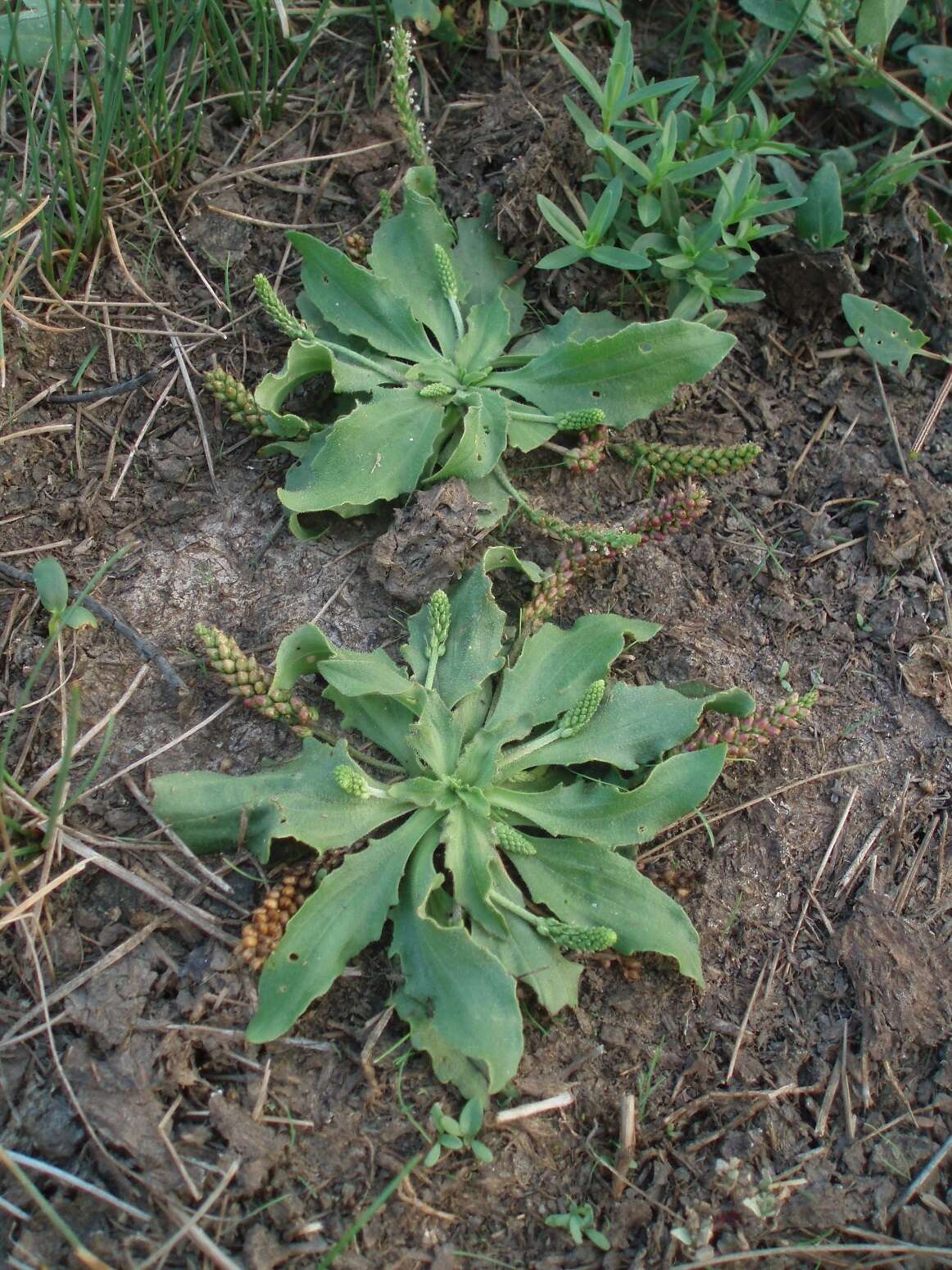 Image of Plantago uliginosa F. W. Schmidt