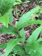 Imagem de Silphium integrifolium var. asperrimum (Hook.) B. L. Turner