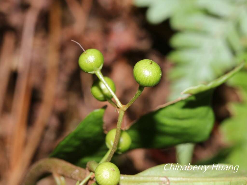 صورة Ardisia chinensis Benth.