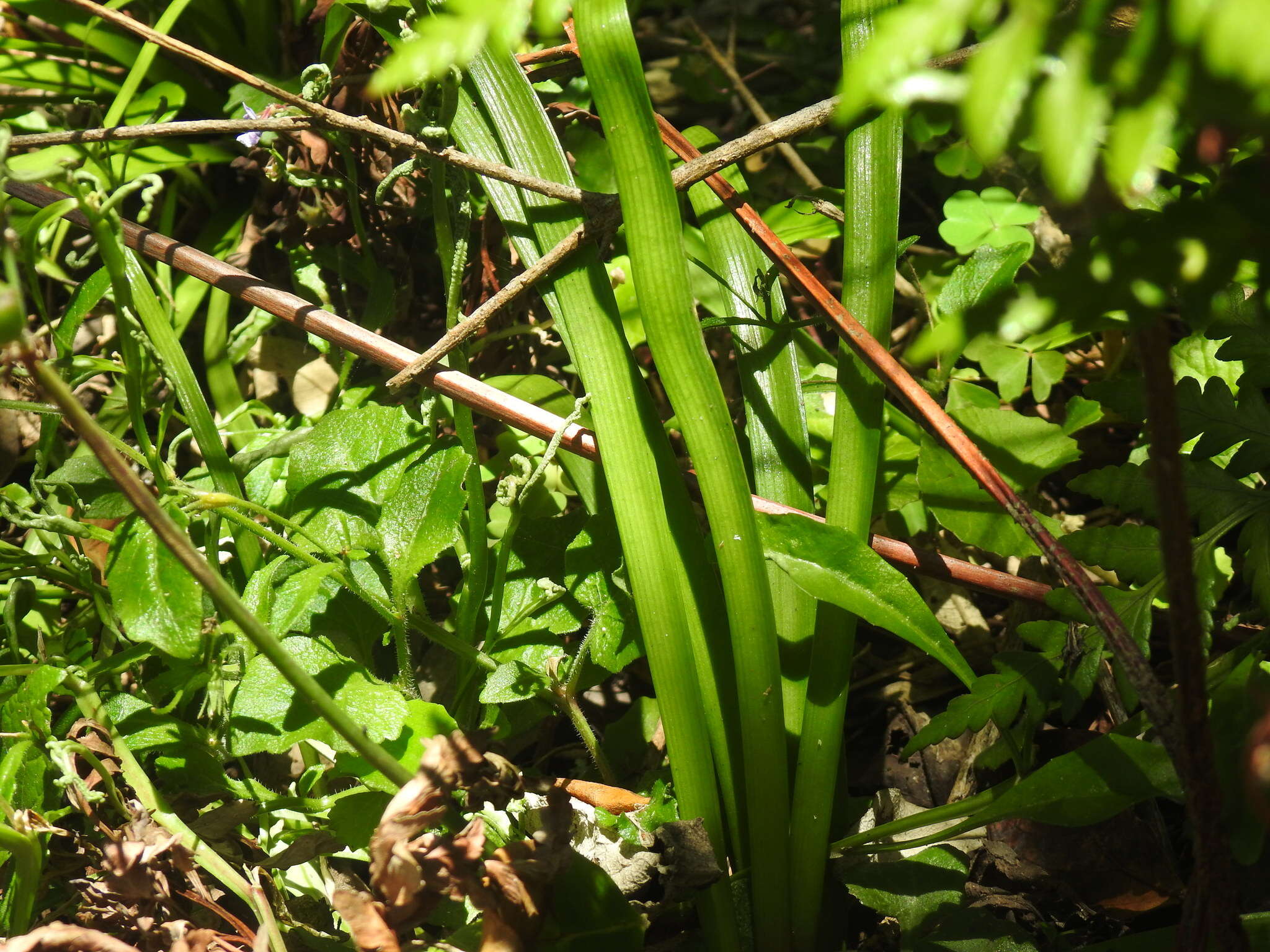 Imagem de Tulbaghia maritima Vosa