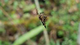 Image de Acrosomoides acrosomoides (O. Pickard-Cambridge 1879)