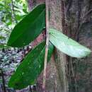 Imagem de Ampelocera macrocarpa E. Forero & A. H. Gentry