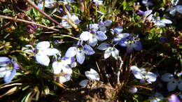 Image of Lobelia erlangeriana Engl.