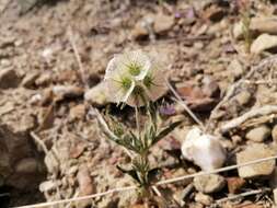 Imagem de Lomelosia rotata (Bieb.) W. Greuter & Burdet