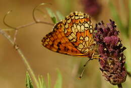 Plancia ëd <i>Melitaea deione</i>