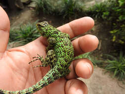 Image of Guatemalan Emerald Spiny Lizard