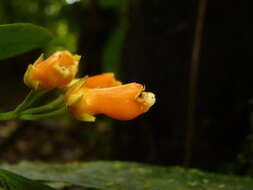 Image de Besleria laxiflora Benth.