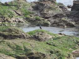 Image of Blue Rock Thrush