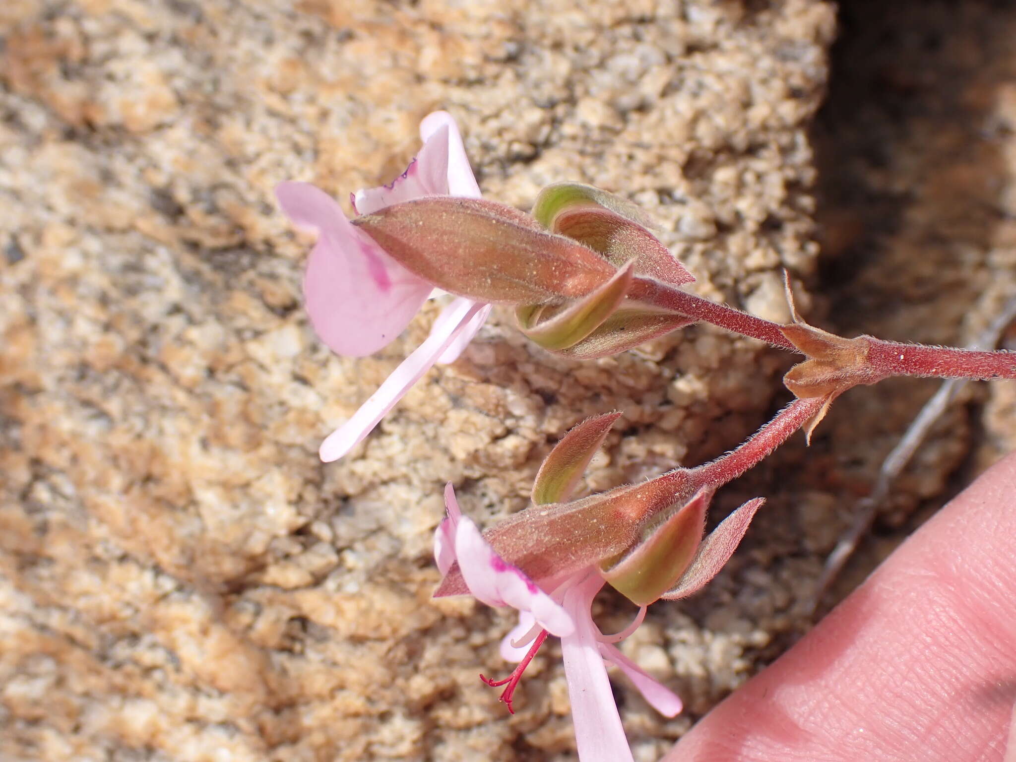 Image of Pelargonium ovale (Burm. fil.) L'Her.