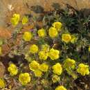 Image of Potentilla heptaphylla subsp. australis (Nyman) Gams