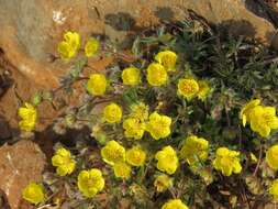 Image of Potentilla heptaphylla subsp. australis (Nyman) Gams