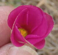 Image de Oxalis hirta var. canescens Knuth