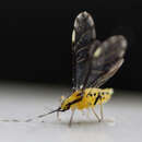 Eucallipterus tiliae (Linnaeus 1758)的圖片