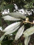 Imagem de Quercus stenophylloides Hayata