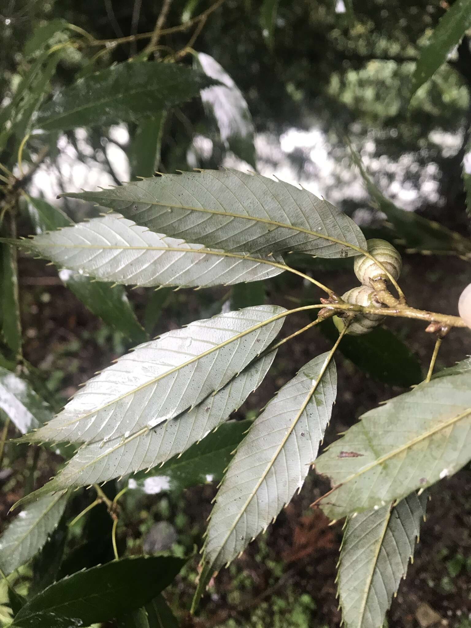 Imagem de Quercus stenophylloides Hayata