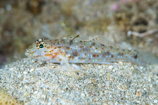 Fusigobius duospilus Hoese & Reader 1985 resmi