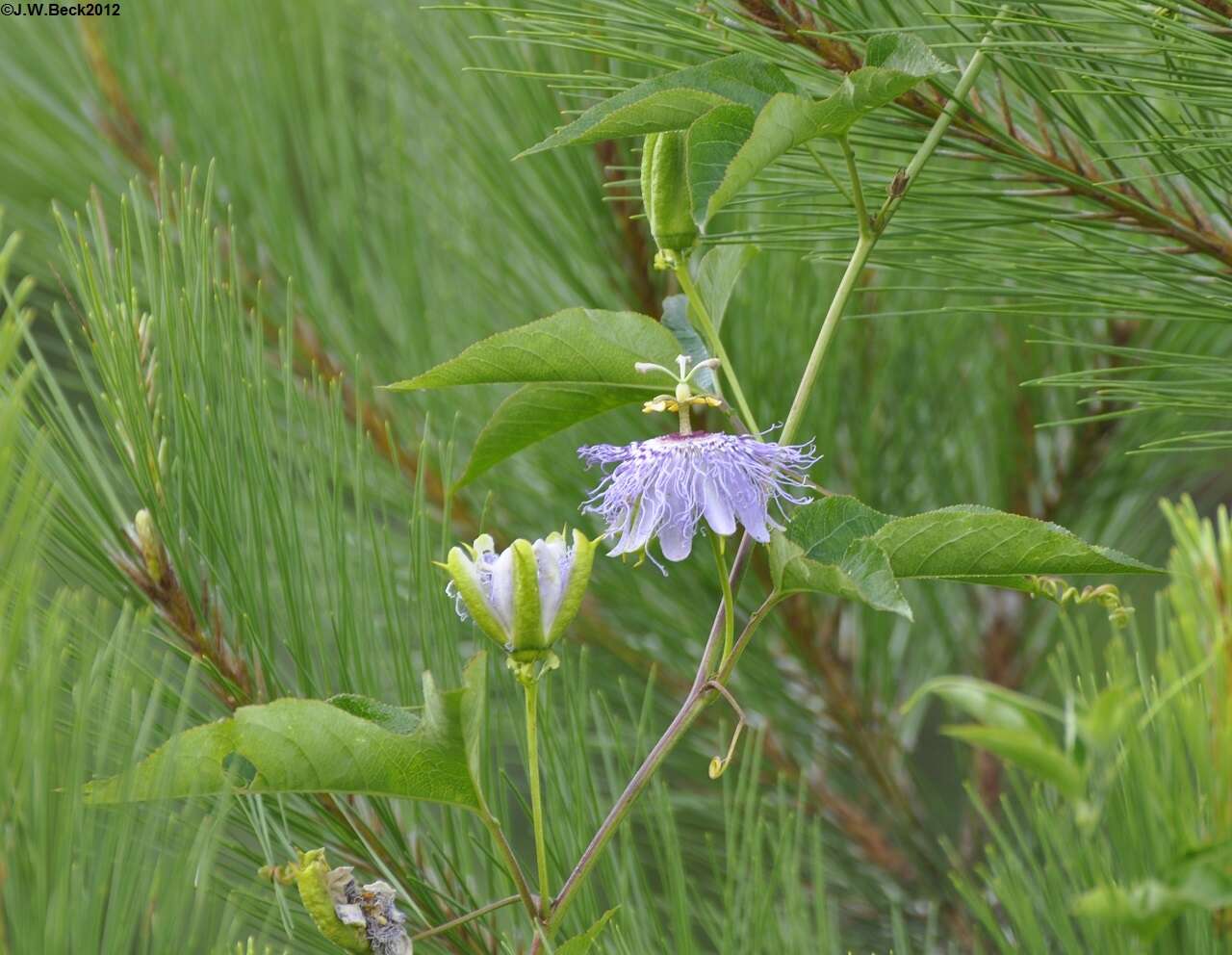 Plancia ëd Passiflora incarnata L.