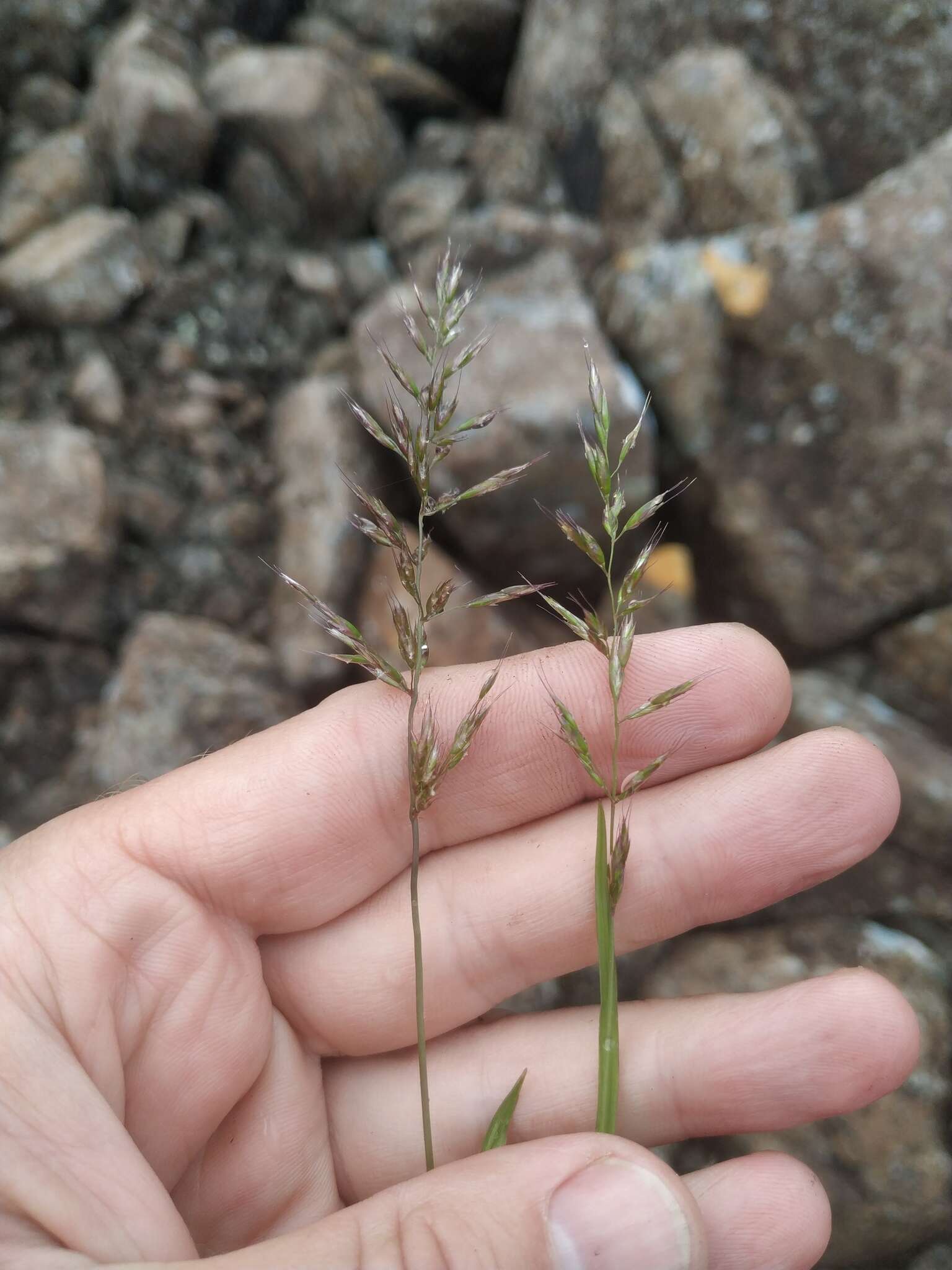 Image of Trisetum subalpestre (Hartm.) Neuman