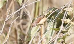 Imagem de Prinia erythroptera (Jardine 1849)