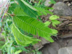 Image of Calliandra caeciliae Harms