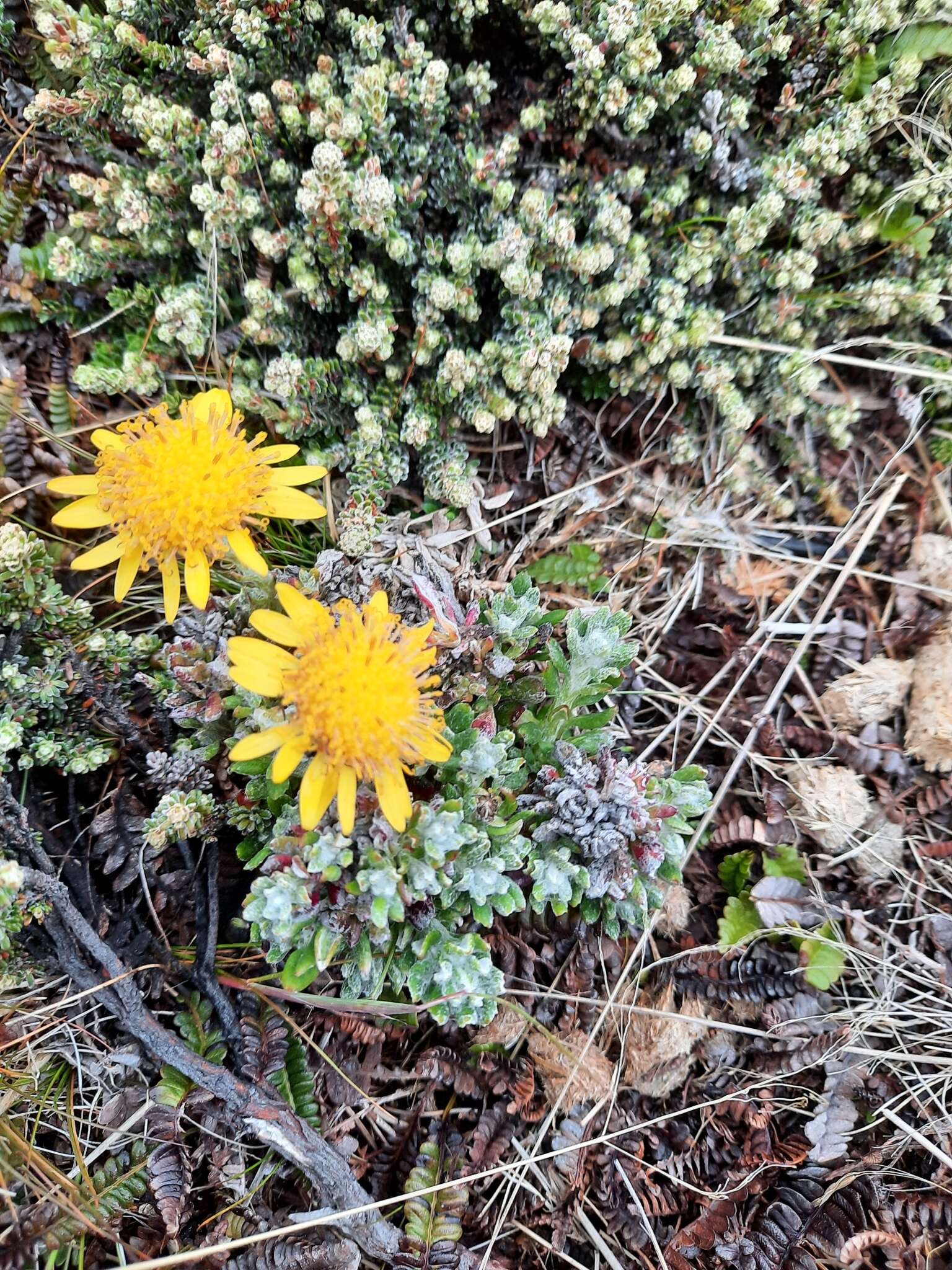 Image of Senecio littoralis Gaud.