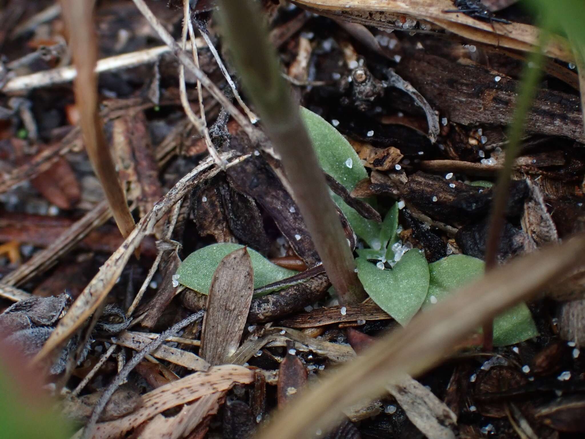 Image of Pterostylis nigricans D. L. Jones & M. A. Clem.