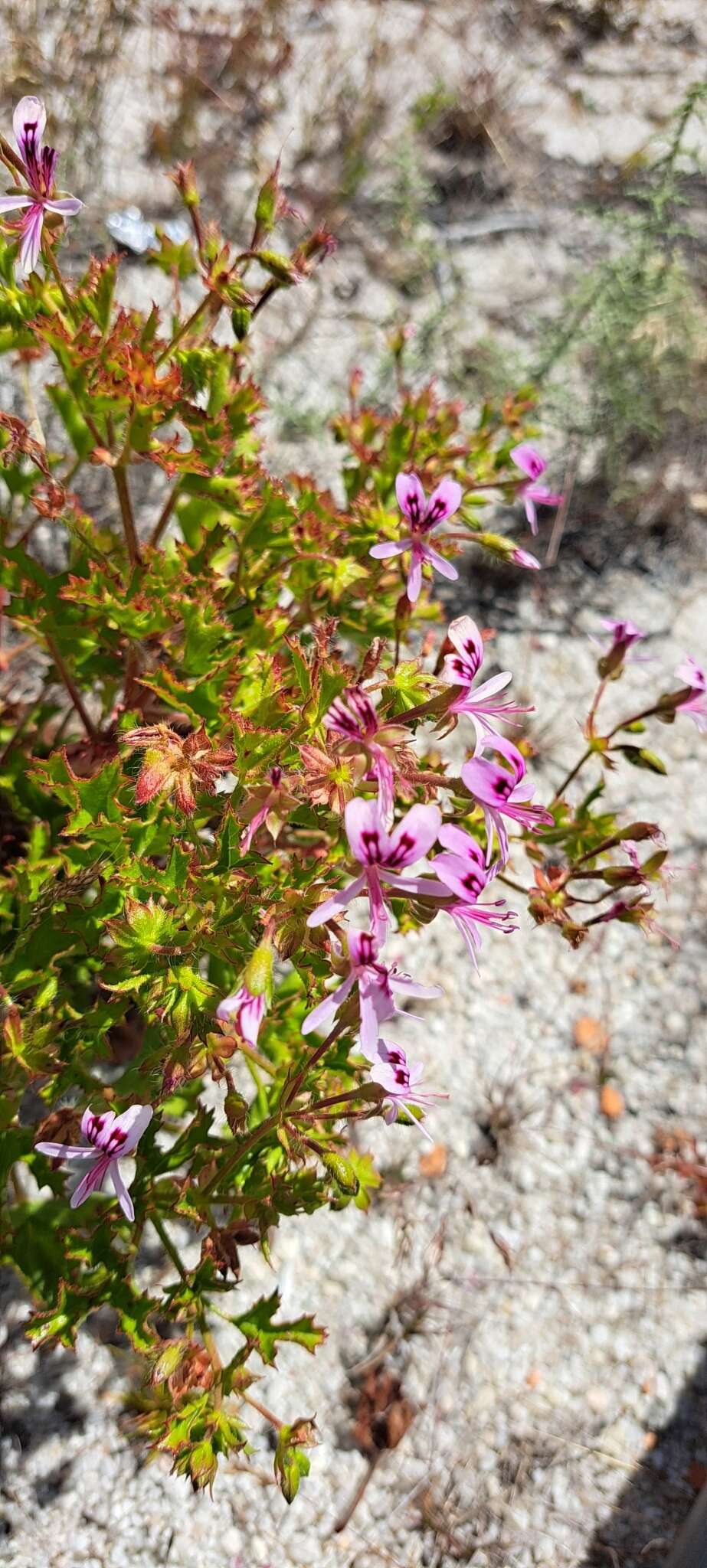 Image of Pelargonium sublignosum Knuth