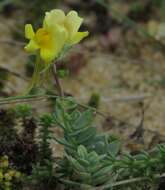 Image of Linaria thymifolia (Vahl) DC.