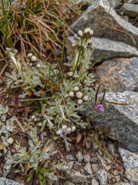 Image of Rocky Mountain pussytoes