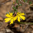 Image of Hibbertia empetrifolia subsp. radians H. R. Toelken