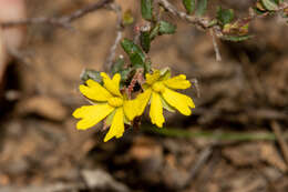 Sivun Hibbertia empetrifolia subsp. radians H. R. Toelken kuva