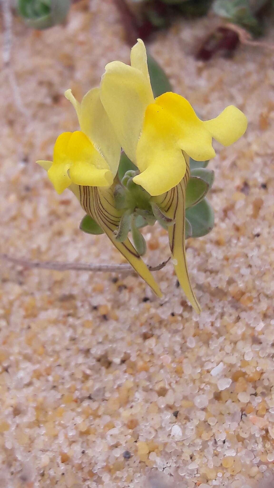 Plancia ëd Linaria thymifolia (Vahl) DC.